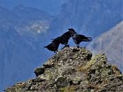 58 Corvi neri appollaiati su roccione del Ponteranica occ. (zoom)